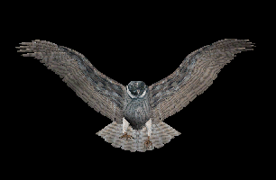a hawk on a branch