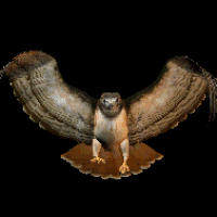 a hawk on a branch